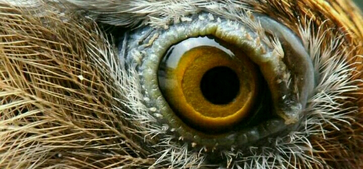 挑选生头画眉鸟,如何挑选画眉鸟饲料