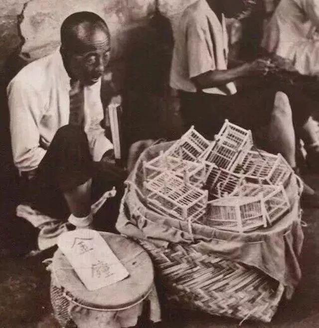 百艺杂谈,教你鸣虫界的八句“黑话”