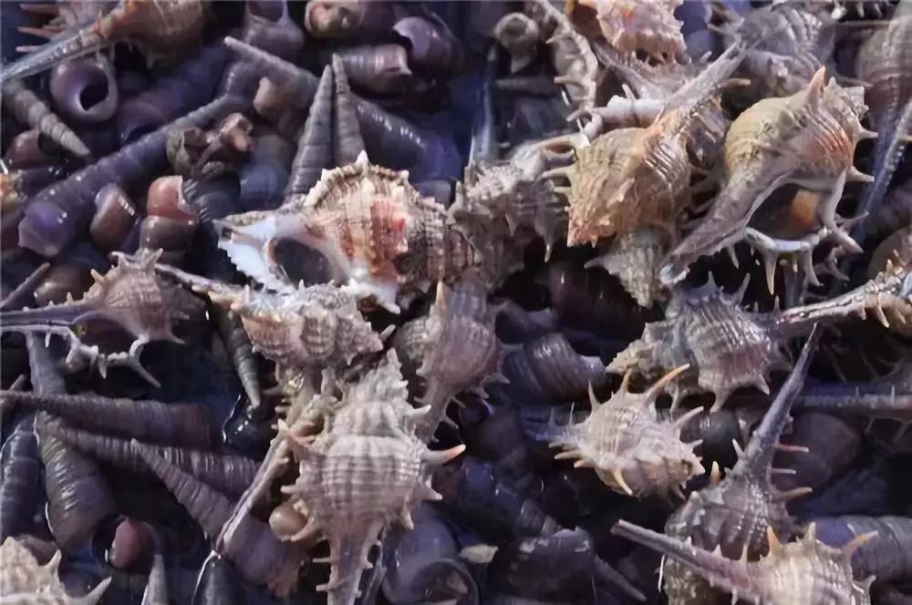 牛出天际！深圳人终于可以买岛，走向人生巅峰不是梦！