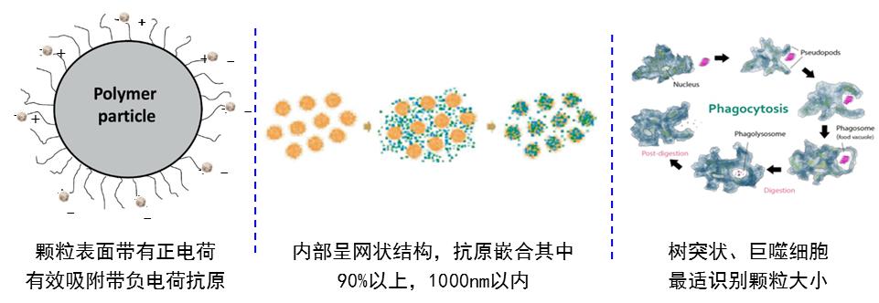 免疫联合治疗的优缺点,一针多防的猪用疫苗可靠吗