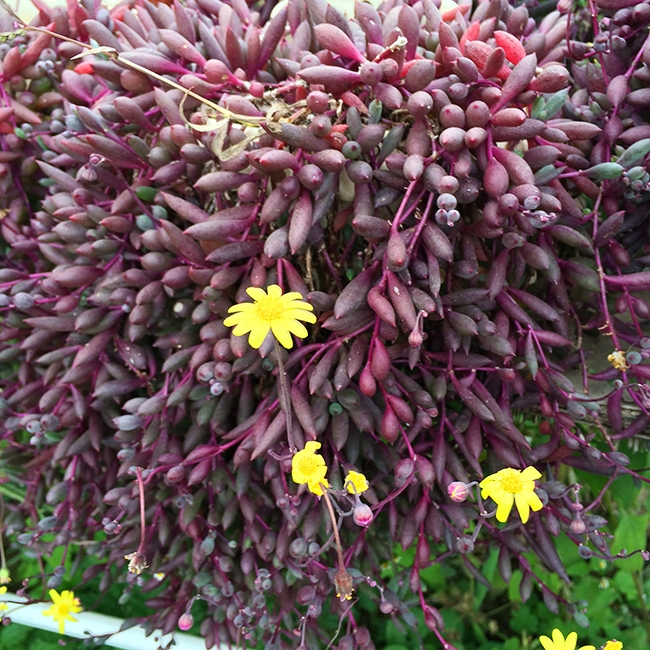 能像瀑布一样垂下来的植物,叶子垂下来的植物