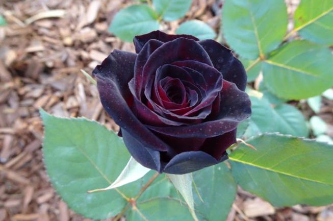 爱上养花有意义吗,爱上养花花草草