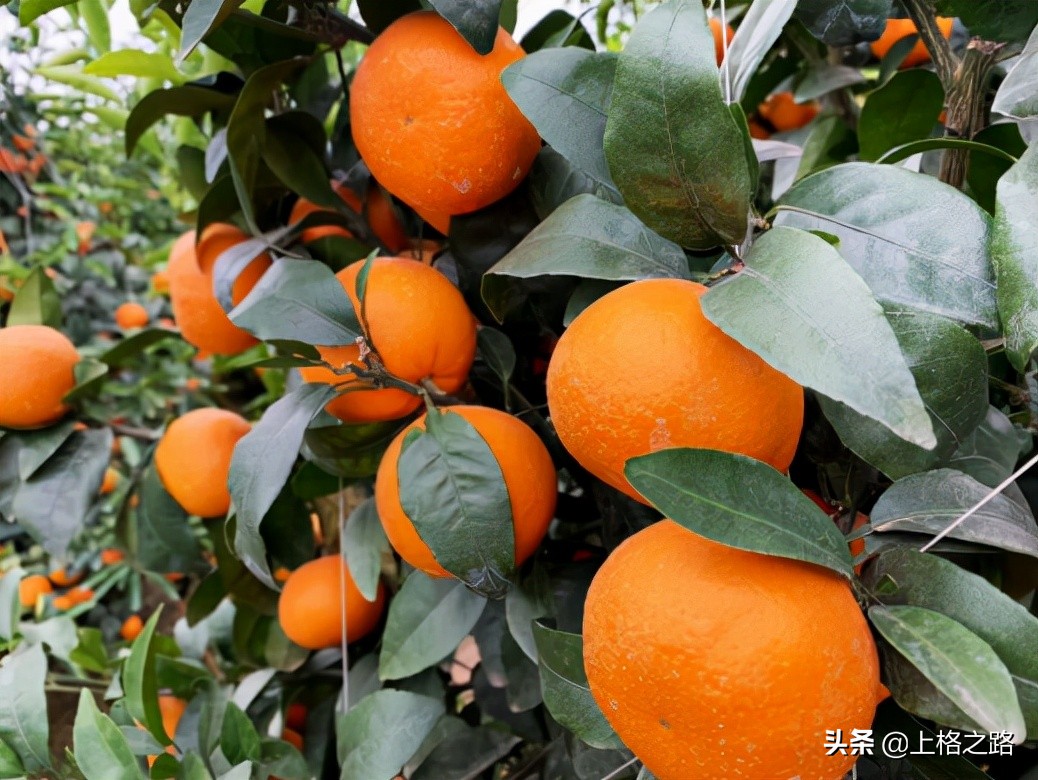 沃柑转色期可以用农药助剂么,沃柑转色期能喷钙吗