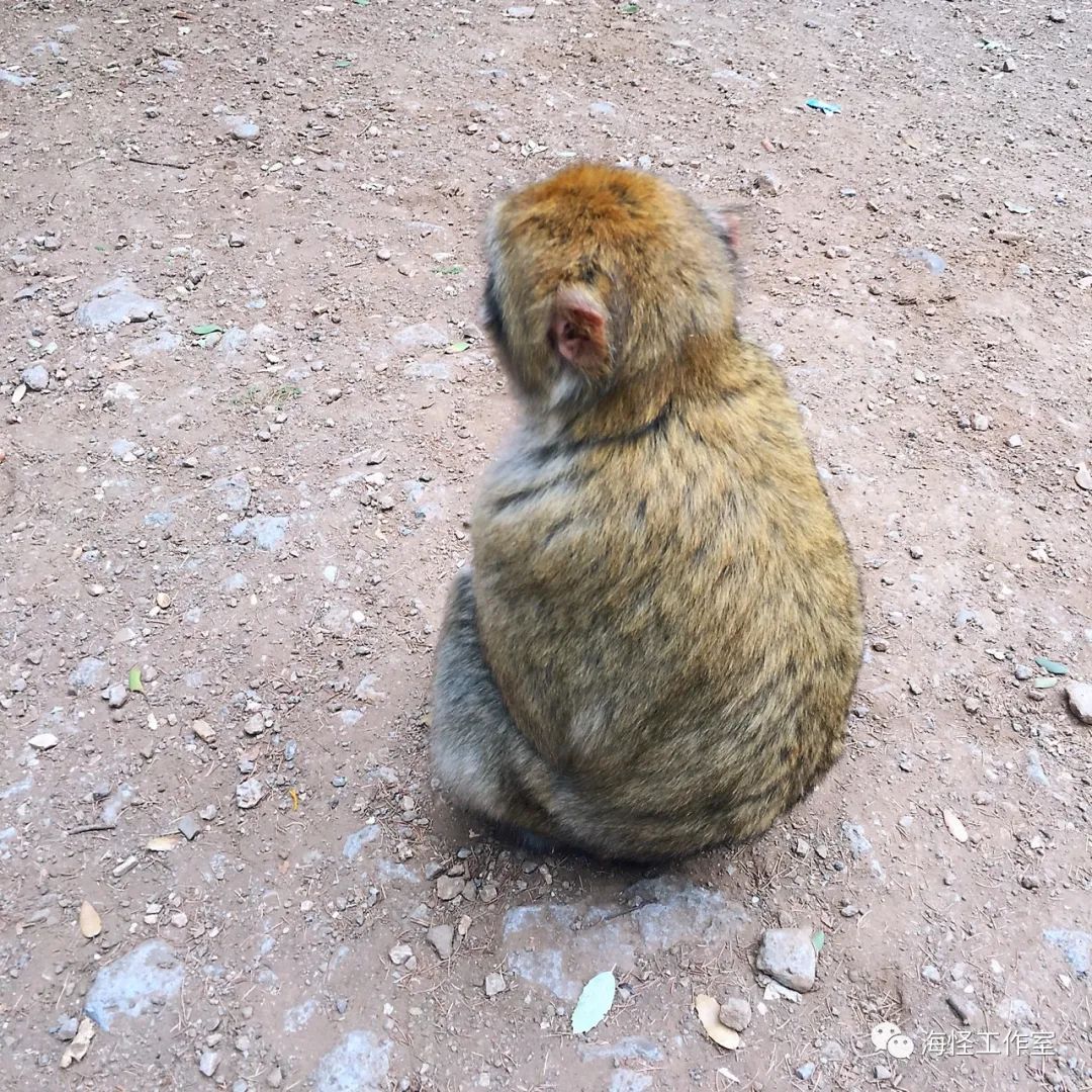 在法国留学的中国学生,在中国生活8年的法国小哥回国后