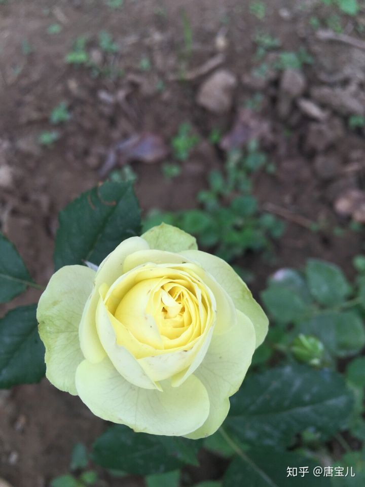 如何提升花种成活率,花种种植生活小技巧