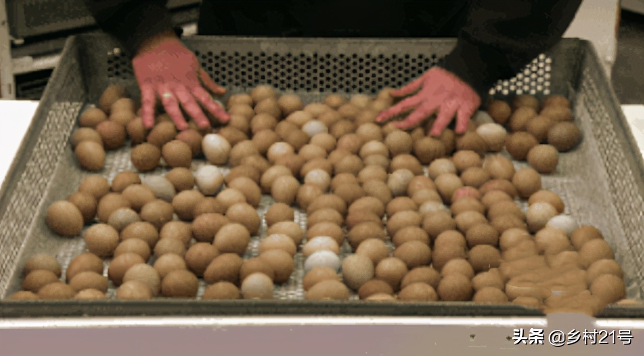 野鸡育苗全过程,野鸡从第一天到孵化的全过程