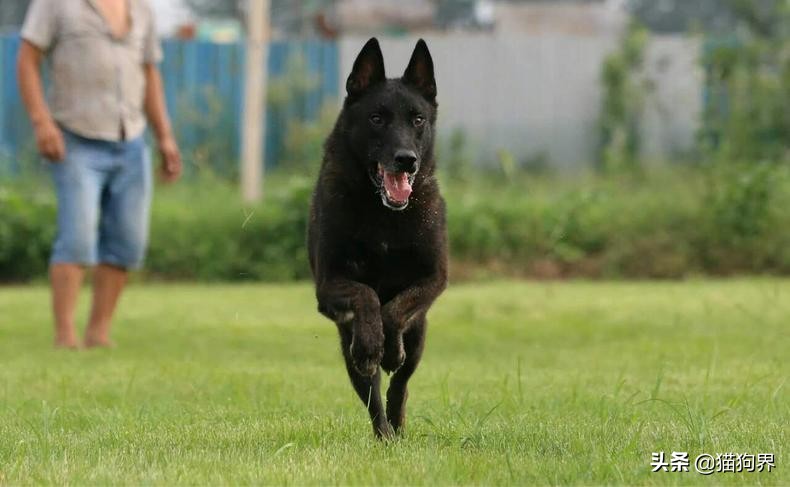 据说马犬有着悠久的历史？要如何训练它们#狗狗大明星#