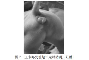 春季养猪,猪群霉菌毒素中毒的防治办法