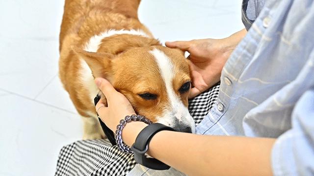 吸屁屁，短腿大耳肉嘟嘟，这家店进去就出不来了…