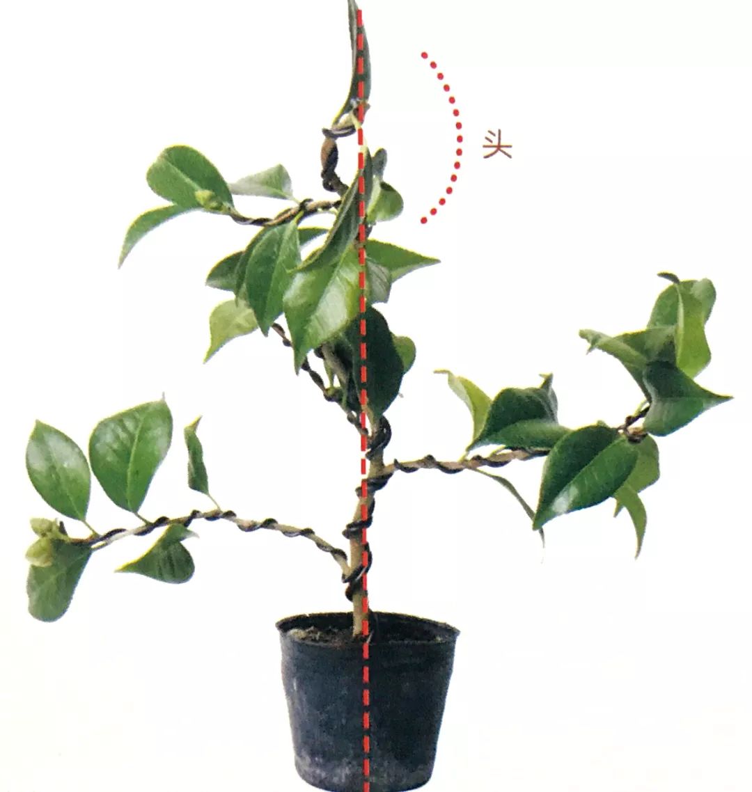 盆景粗枝拿弯的造型,盆景造型细长直杆