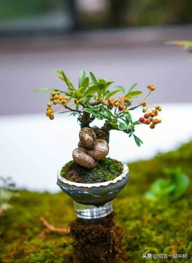 养盆景修身养性靠谱吗,农村养盆景能赚钱吗