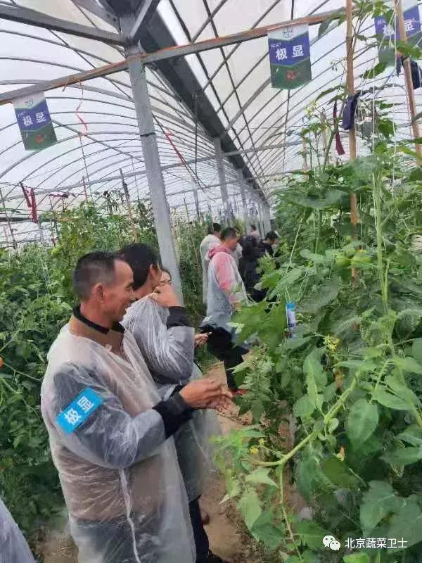 拜耳消杀白粉虱,拜耳治白粉虱特效药