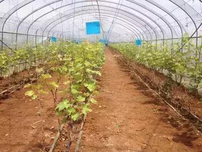 高温下雨后葡萄怎样防裂果,连续雨天葡萄怎么处理