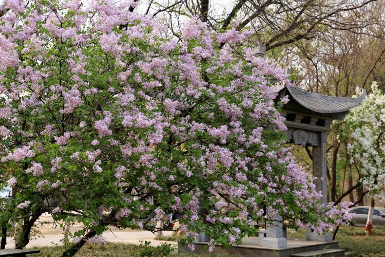 百年山东看青岛千年齐鲁逛青州,山东大学趵突泉景区