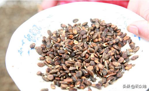 西瓜种子催芽最快的方法,西瓜种子不催芽直接播种几天发芽