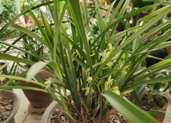 花草叶子发黄枯萎怎么办,花草的叶子发黄怎么办