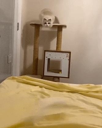 布偶猫在猫界的智商排行,世界第一公认仙女猫布偶猫