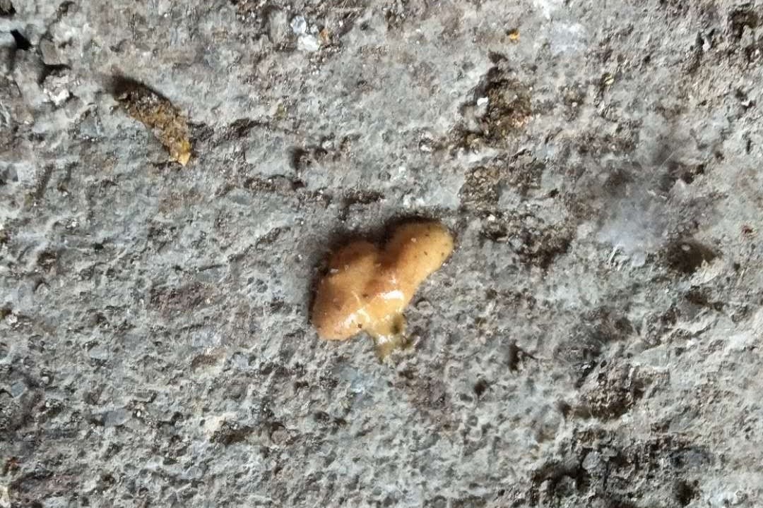 家禽顽固性肠炎，治标治本是关键,良心推荐