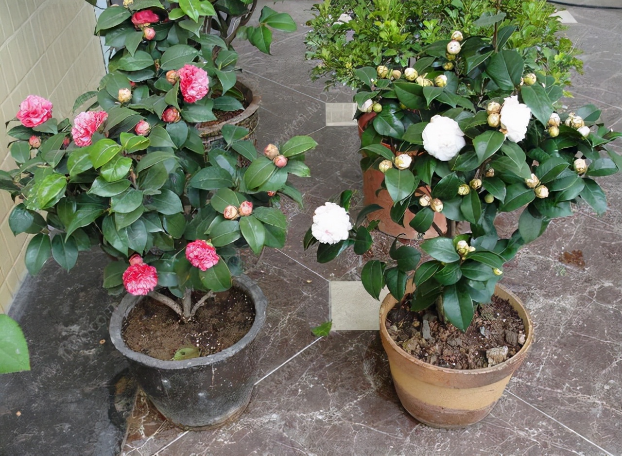 室内可以养的十大吉祥花,最好养的吉祥花有哪些