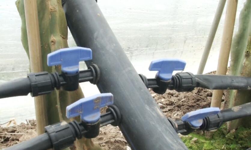 大棚火龙果收获,火龙果套种西瓜大棚