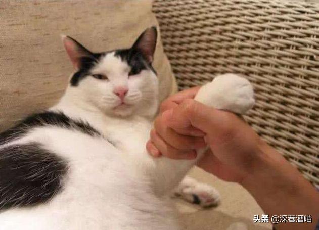 猫咪有这些行为证明你养猫真失败,猫咪骗局揭秘