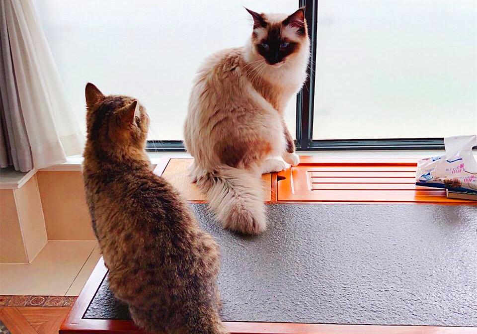 猫咪外出需要准备什么,春节留守猫咪的喂养攻略