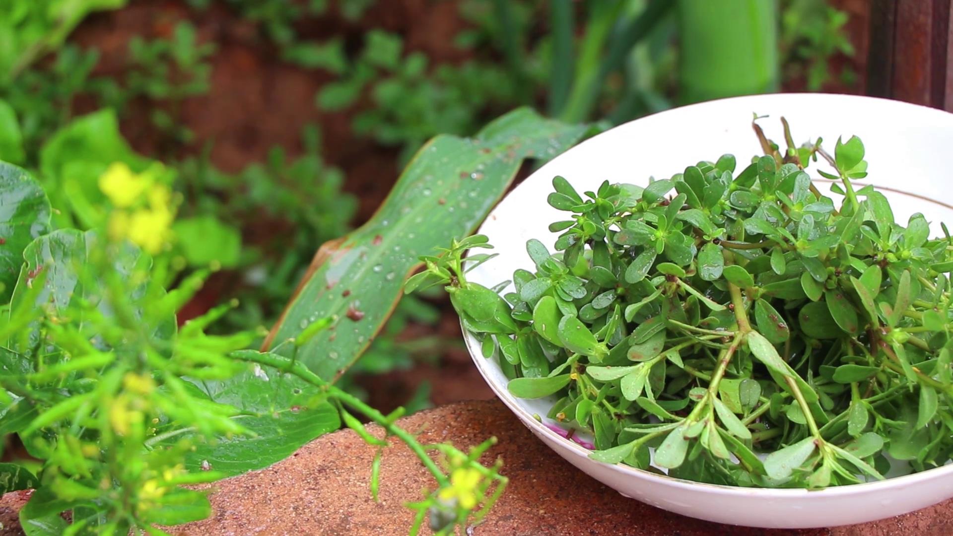 马齿苋怎么做好吃又简单家常,马齿苋怎么做好吃又简单