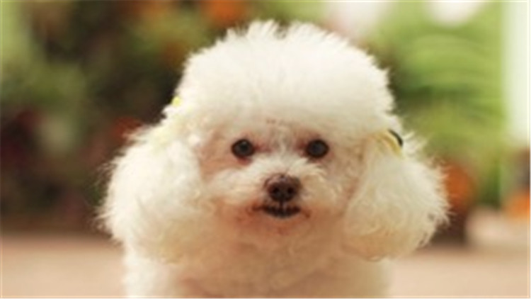 贵宾犬与巨贵犬智商的区别,贵宾犬的智商