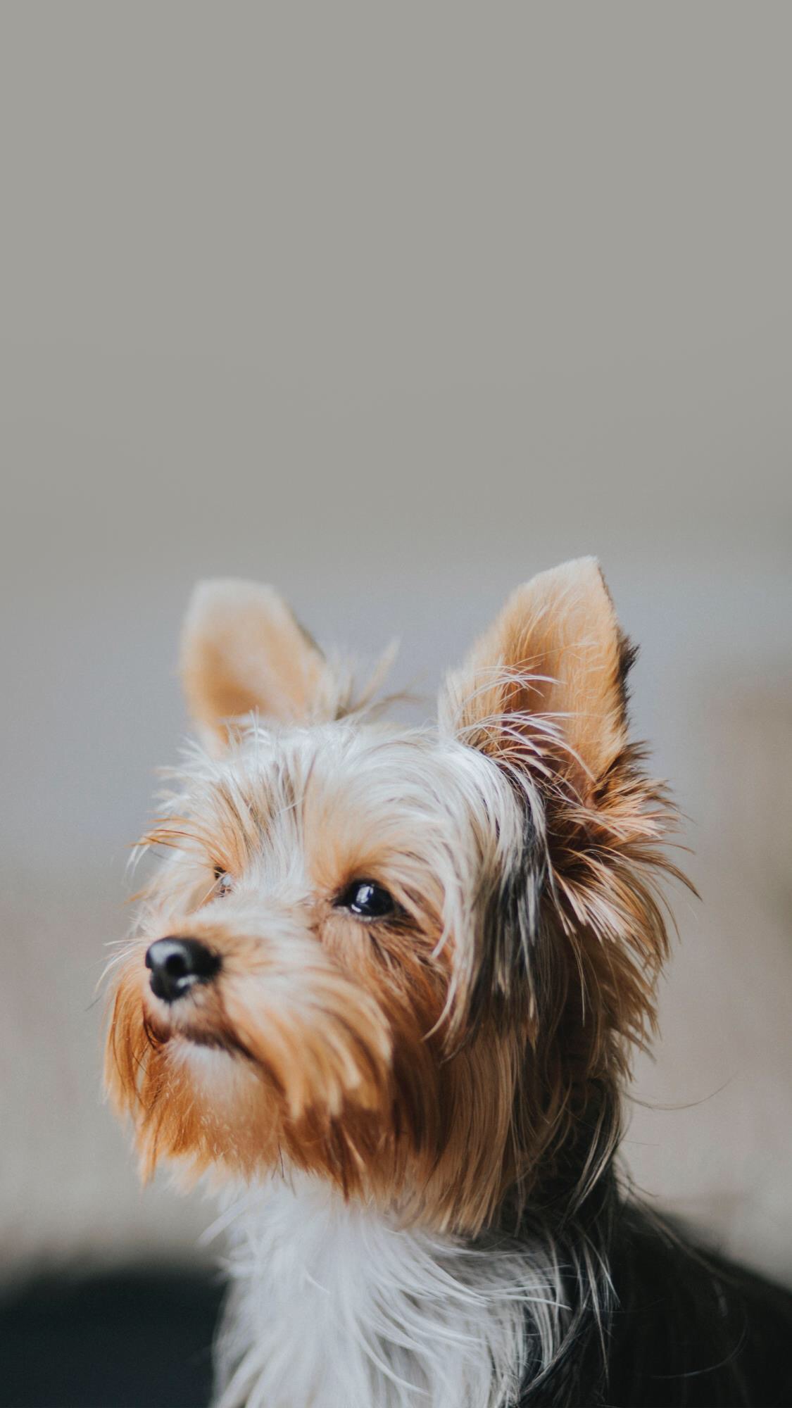 可爱宠物狗高清壁纸,人和狗的高清壁纸