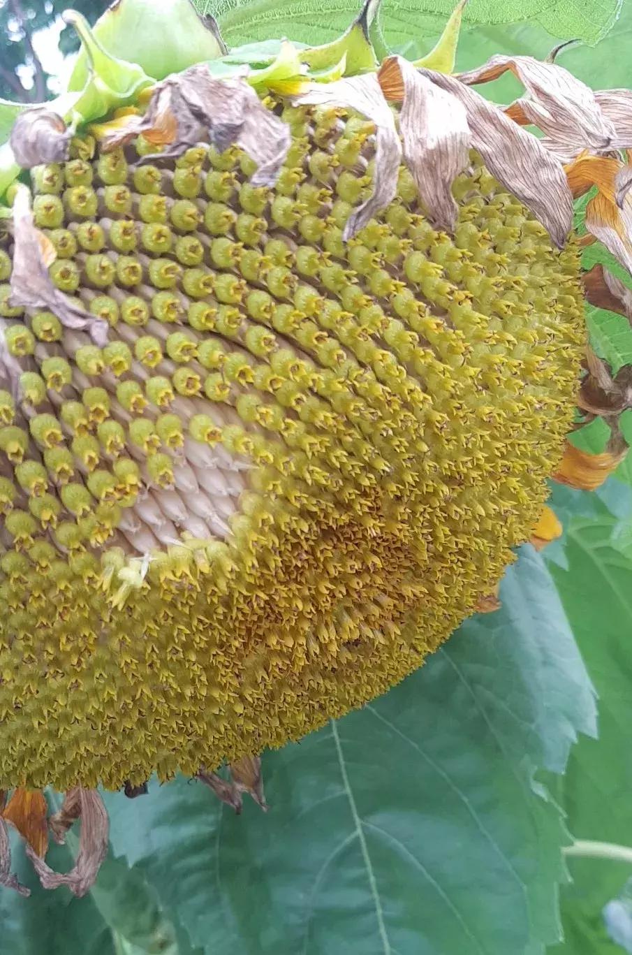 向日葵花海打卡网红地双流,成都向日葵花海拍照攻略