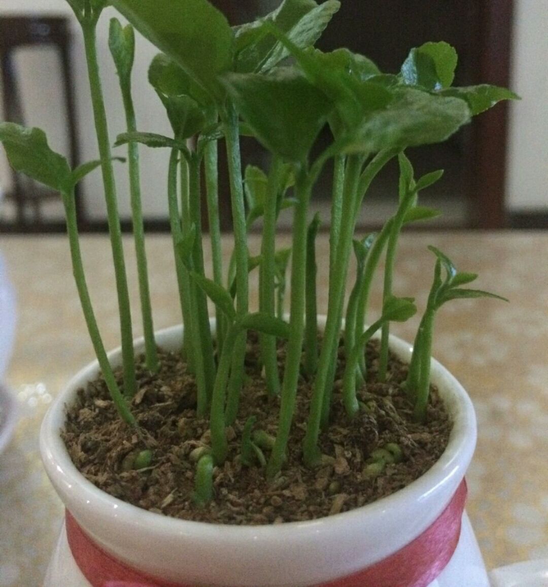 盆栽柠檬长出新叶就干枯,柠檬盆栽什么时候变黄