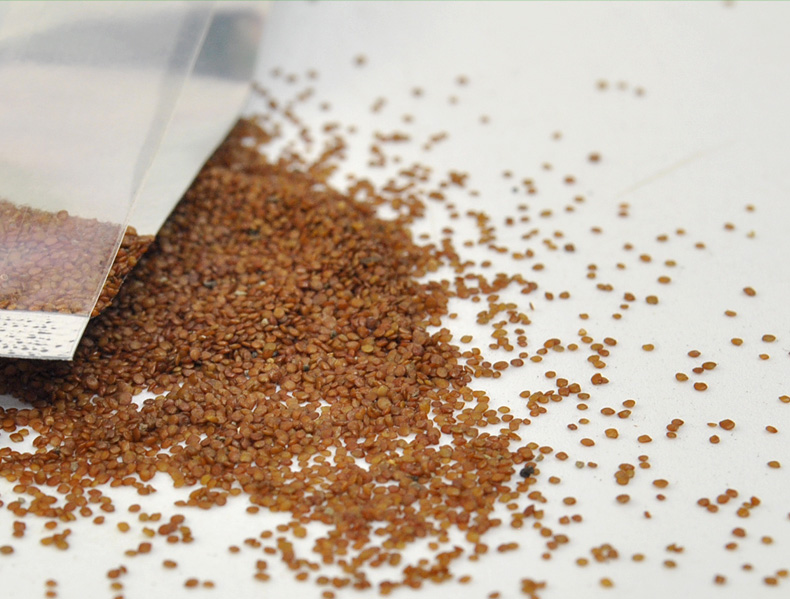 水草种子属于农作物种子吗,水草种子靠谱么