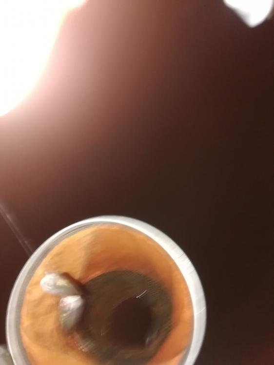 本汀金迦潘强弓视频,本汀金迦潘强弓评测