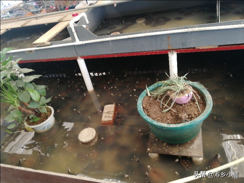 黄喉拟水龟苗子怎么养,黄喉拟水龟应该怎么放生