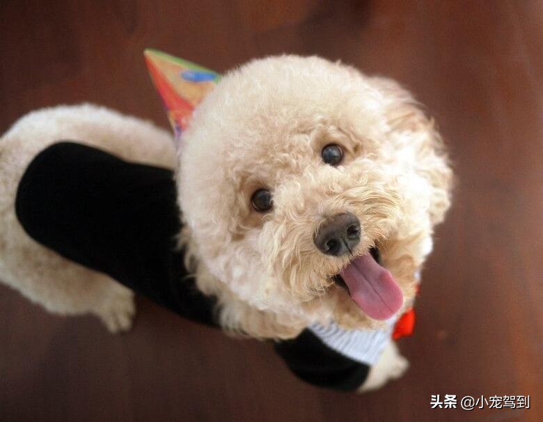 泰迪毛打结怎么梳开视频,泰迪毛打结了怎样把毛疏通