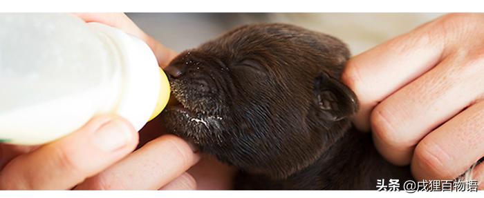 老年狗太瘦了怎么调养,狗太瘦怎么补最快增肥