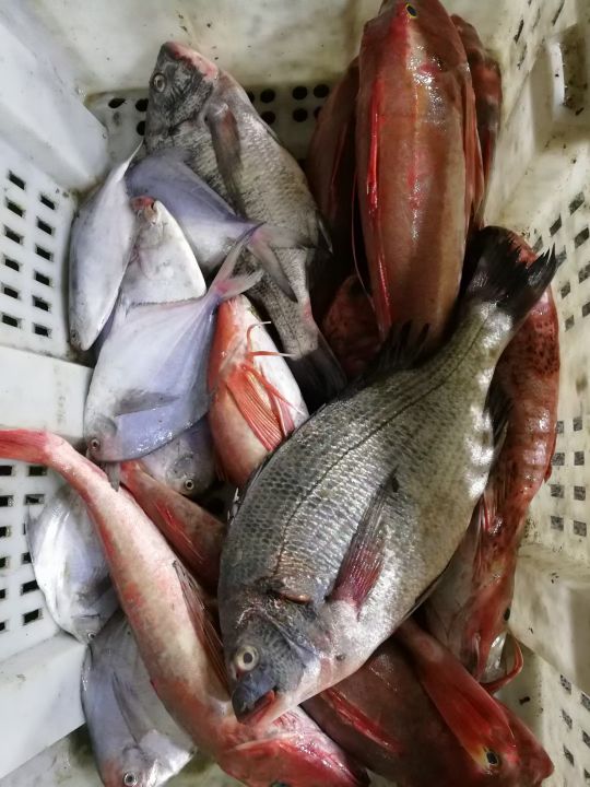 威海哪里有刚出海回来的海鲜,威海买海鲜哪里的新鲜便宜