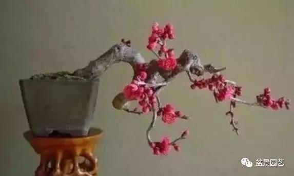 盆景制作方法视频梅花,红梅盆景嫁接的好还是原生的好