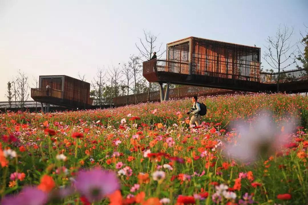 深圳经济特区的生日,深圳经济特区生日快乐