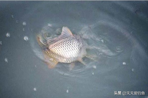 钓鲤鱼用什么打窝料最好,钓鲤鱼打隔夜窝早上还要打窝吗