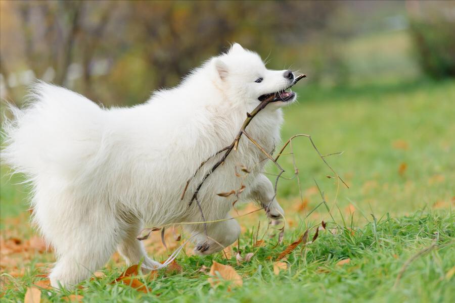萨摩耶犬和金毛犬性格的区别,萨摩耶的七个特征