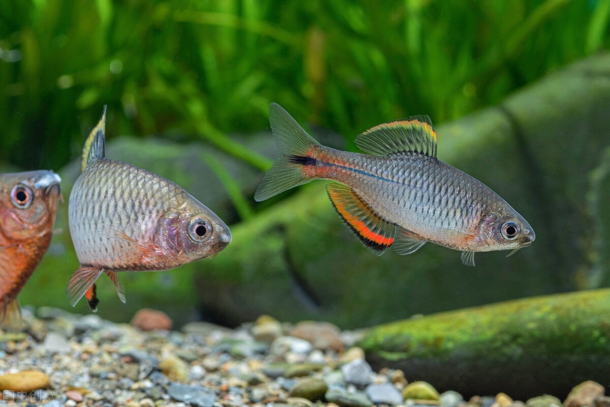 鱼缸显色灯有几种颜色,t5鱼缸灯显色效果