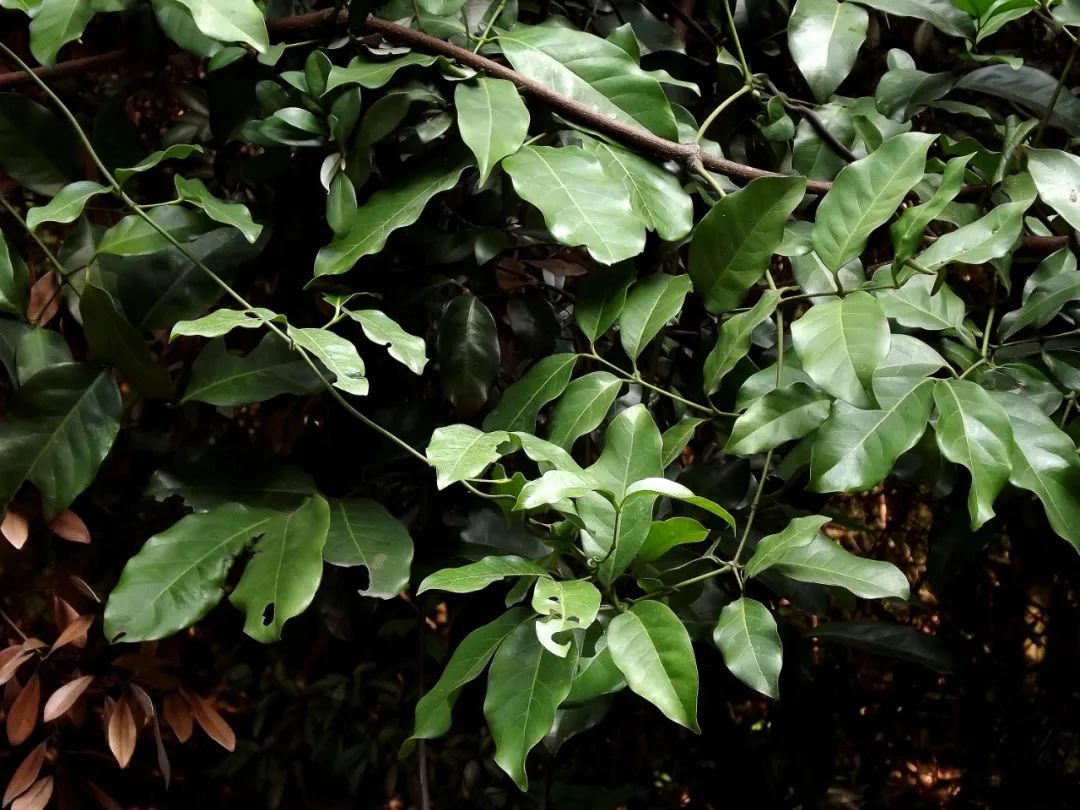 这种植物花不是花，果不是果，但还挺好吃