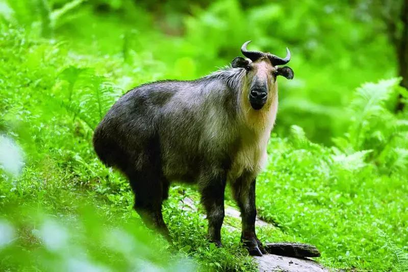 成都自驾百里杜鹃旅游攻略,万亩杜鹃花在青山幽谷