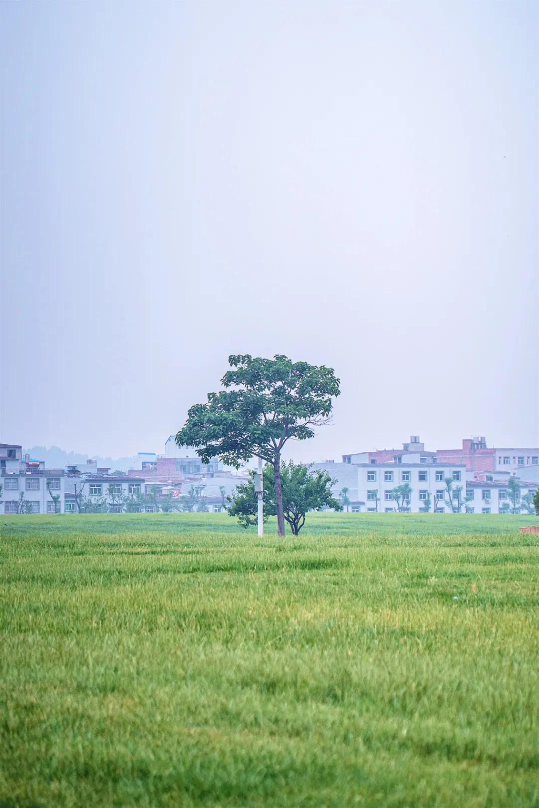 西安花海小森林,西安周边适合郊游野餐的地方