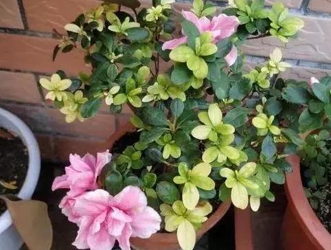 夏天植物开花没几天就凋零了，该怎么办？3点到位问题迎刃而解