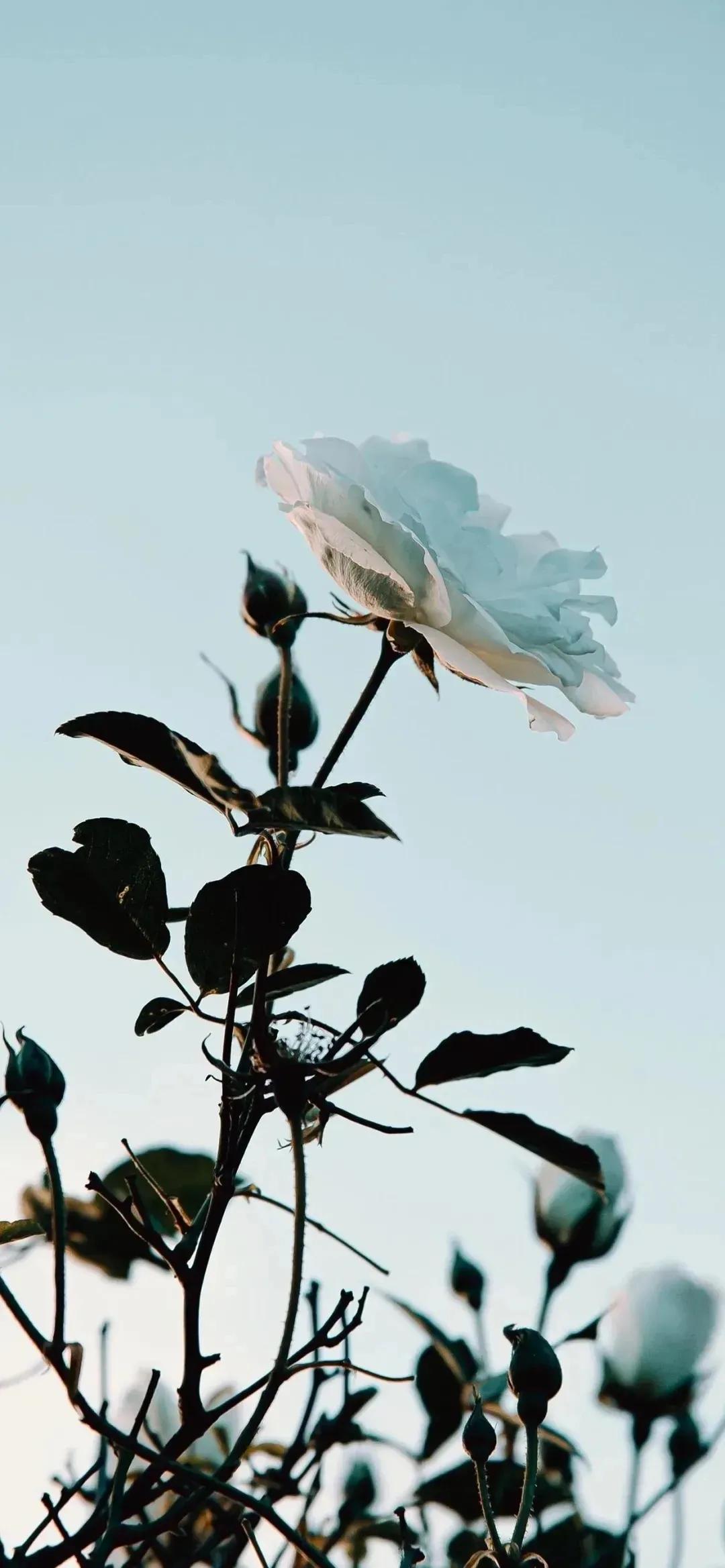 高清壁纸全屏无水印原图,iphonexsmax壁纸原图高清无水印