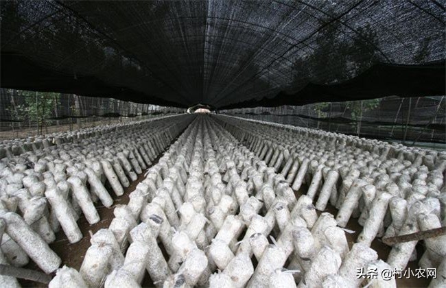 农村年轻人如何才能回乡创业,返乡创业还是去北上广好