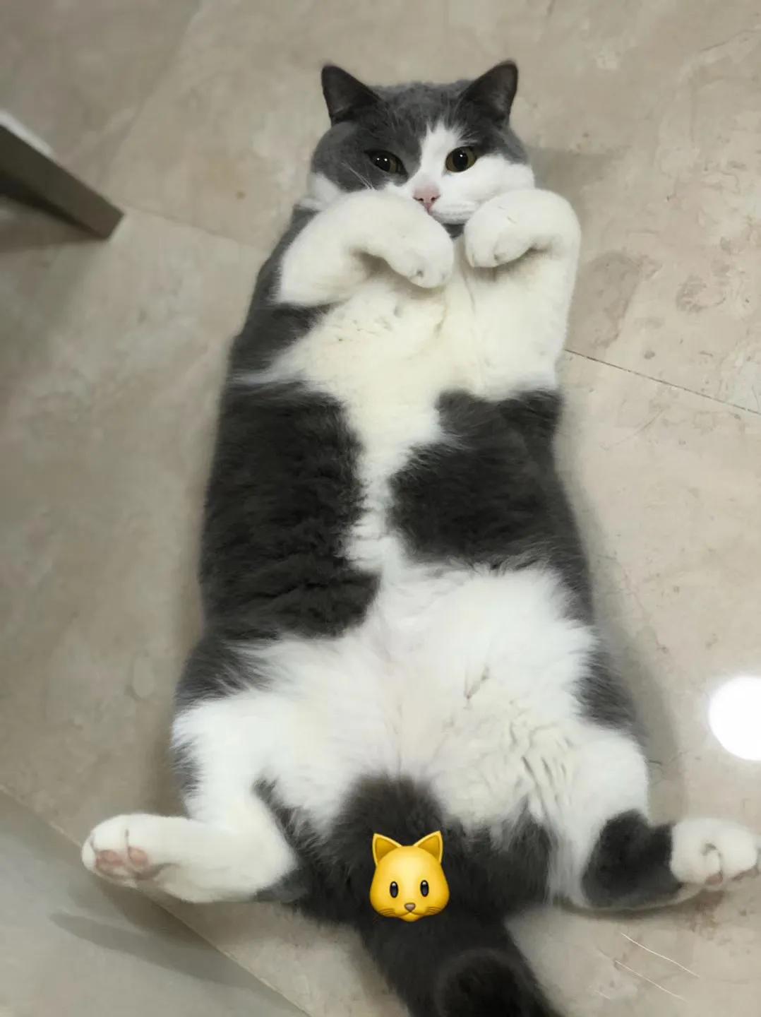 和宠物交流说什么,和宠物谈恋爱