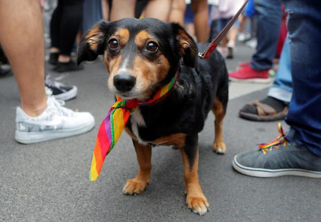 狗狗标准体重表你家狗狗超标了吗,怎样喂养狗狗保持匀称体型